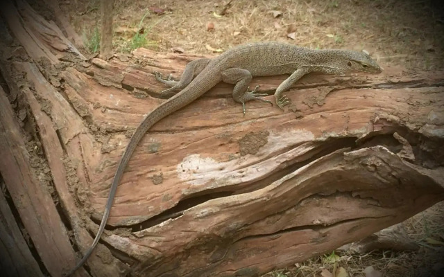 Humbhaha Jungle Nature Eco Resort