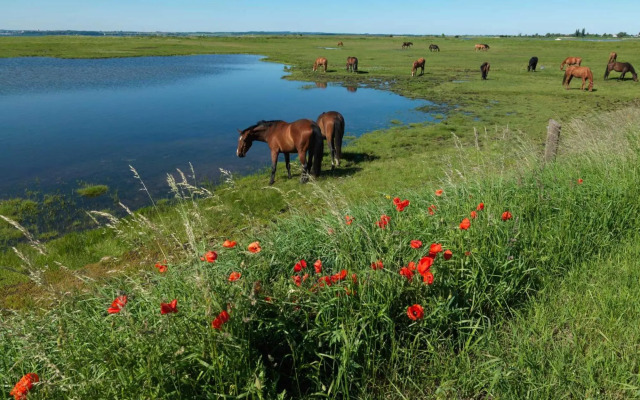 Ostsee Residenz Meeresblick Strandläufer