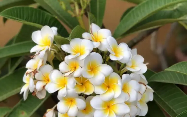 terrazze di montelusa