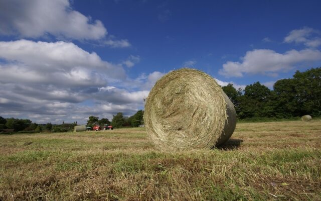 Thatched Cottage B&B