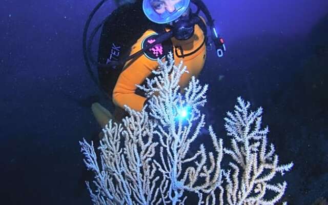 PuraVida Divehouse