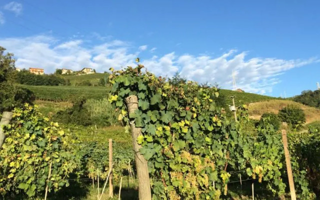 B&B Ca del Gallo in Langa