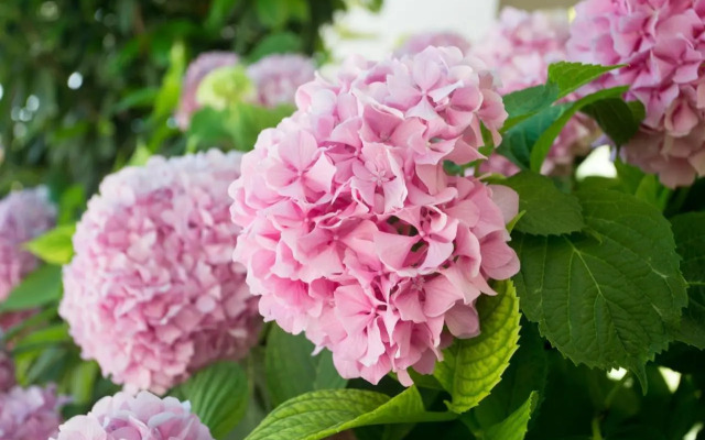 View Villas Collection