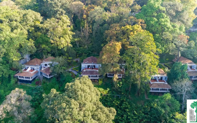 The Tall Trees Munnar