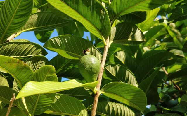 Hiresicily - Giardino Tropicale Eco-friendly
