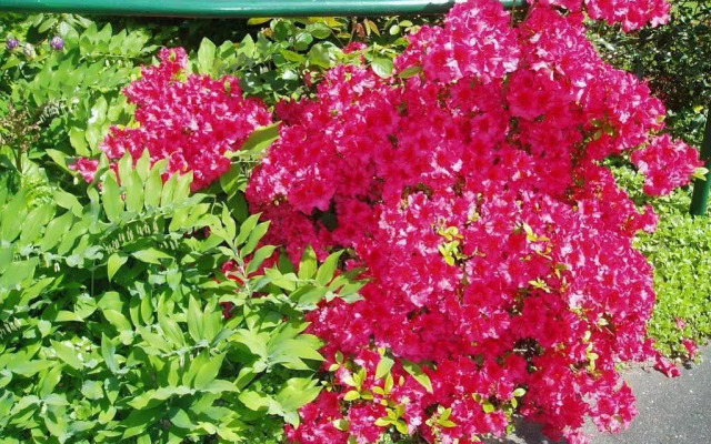 Schwarzwaldhotel Garni Wolfach