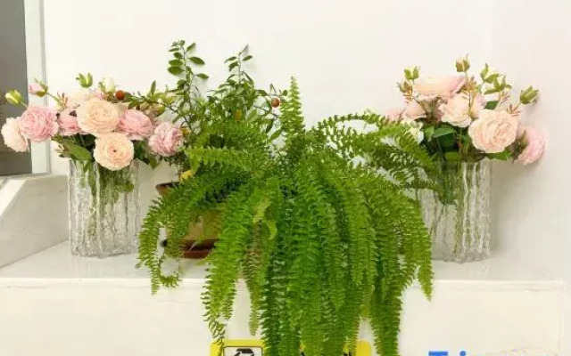 Half Mountain ·Cloud Pavilion