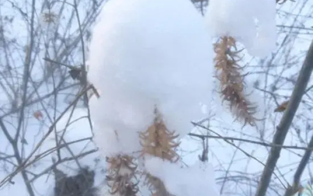 Arctic Village Extreme Farmhouse