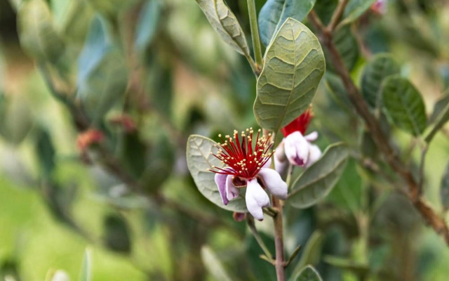 Quinta biológica, com vista, na Serra de Sintra