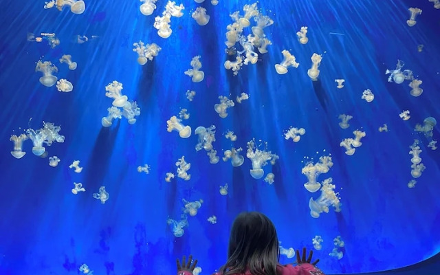 Rosa Homes - The Red