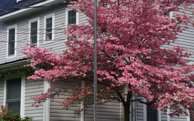 The Frogtown Inn And 6 Acres Restaurant