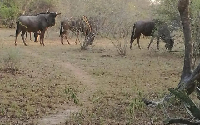 Oasis in the Wild @Marloth