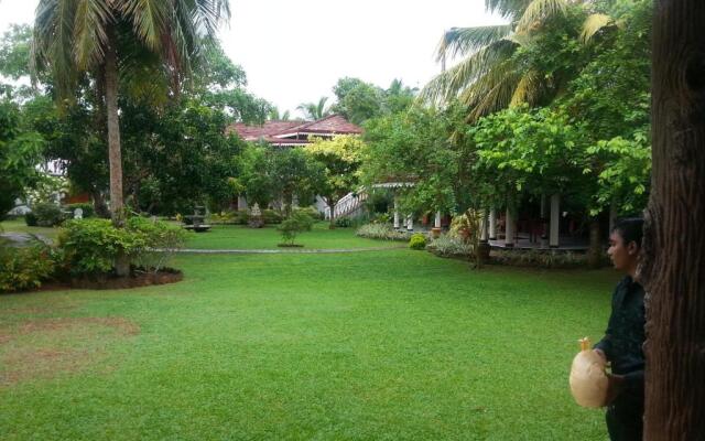 Bougain Villa by Tree