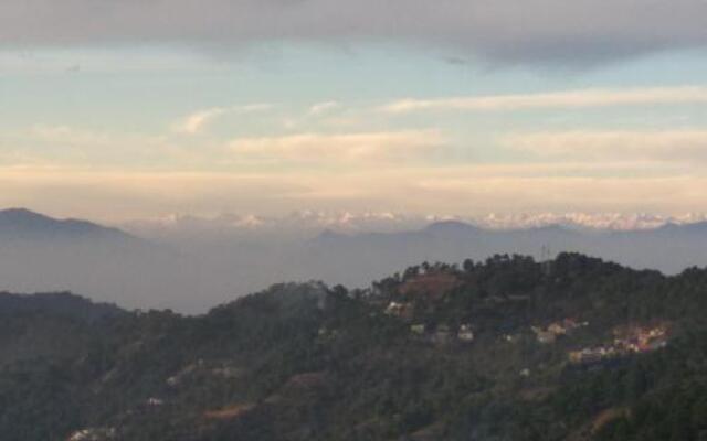 Orchid kasauli