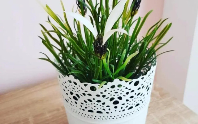 Studio Apartman Ld U Strogom Centru