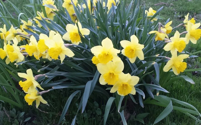 Saugeenview Family Getaway