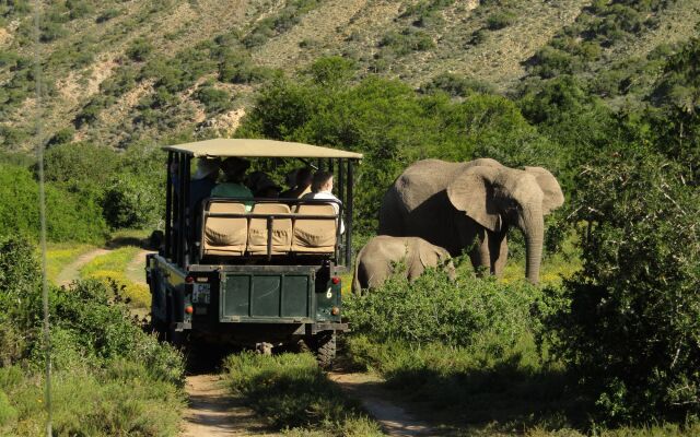 Leeuwenbosch Country House - Amakhala Game Reserve