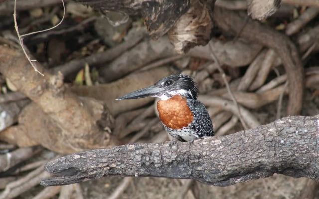 Sandpiper Villas Chobe