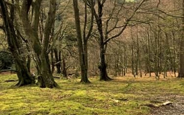 Bryncoed