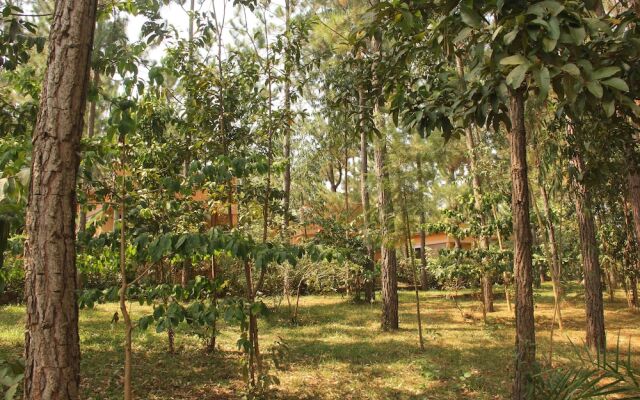 Saltek Forest cottages