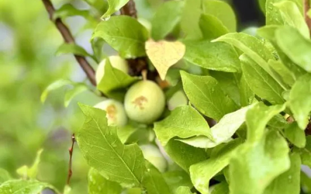 Tianxi Courtyard Hotel