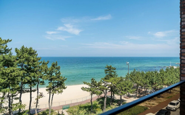 Gangneung Brown Dot Gangneung Gyeongpo