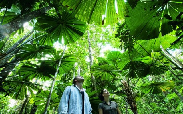 Black Palm Cape Tribulation