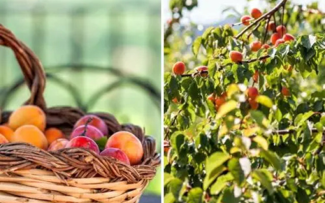 Le Rocche Agriturismo