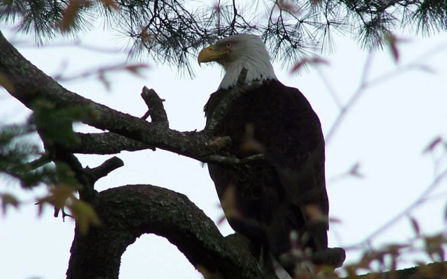 The Dancing Moose Cafe