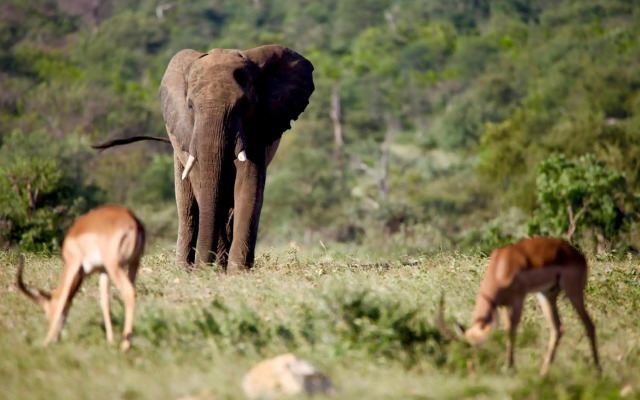 Ivory Wilderness River Rock Lodge