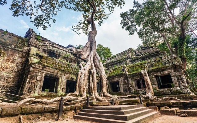 Angkor Magic Tree Cambodia