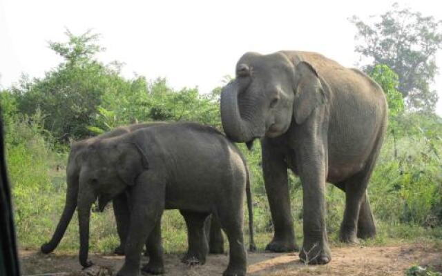 Tusker Safari Bungalow