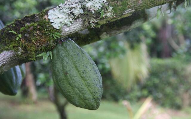 Finca Amistad Cacao Lodge