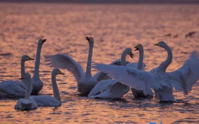 Jiulongsheng Swan Hotel