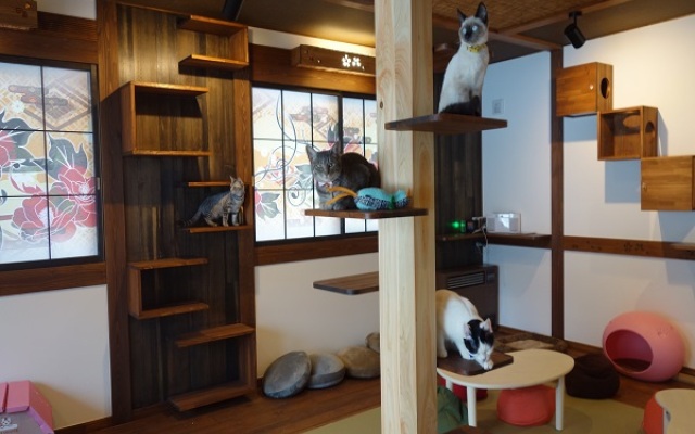 Hakuba Ryokan MINAMIYA & Cat Cafe MINAMIYA