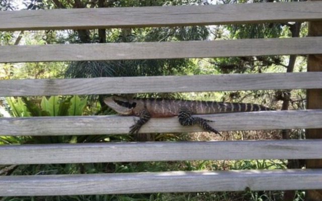Discovery Parks - Lane Cove