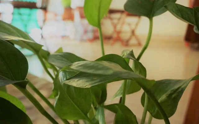 Starlight Guesthouse