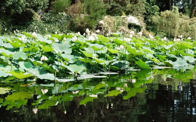 Tranquil 1BR Villa in Revislate