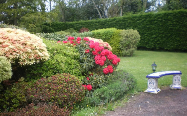 Les Hibiscus