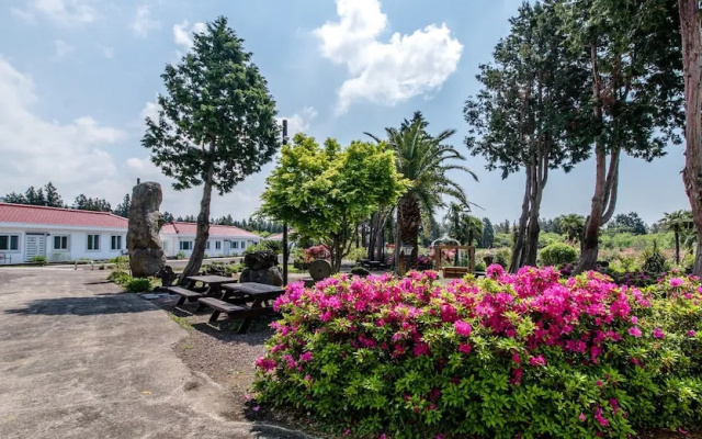 Jeju Green Pampas