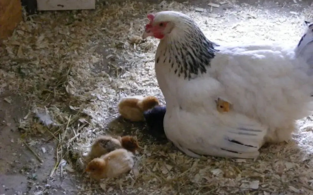 "ganseliesel" Comfortable Holiday Residence