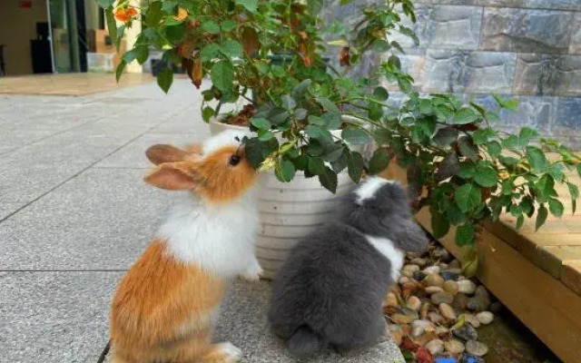 Shimao Impression Hotel