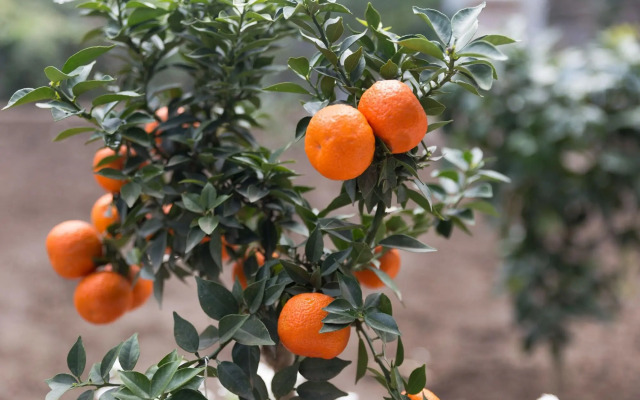 Villa Manning Relais