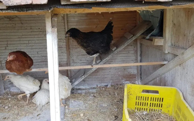 Etna, Salvia E Rosmarino