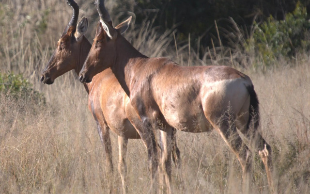 Mziki Safari Lodge