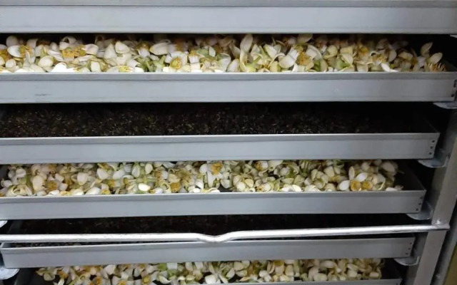 Dong Li Tea Homestay