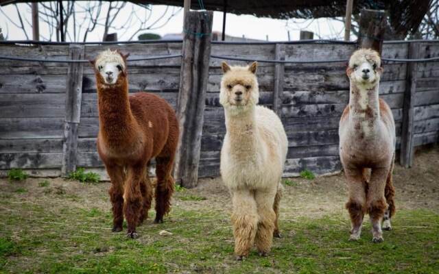 Cascina Vecchia Alpacas B&B