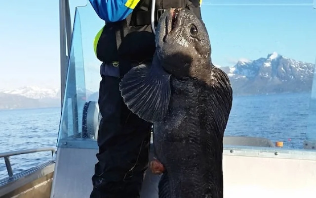 Senja Arctic Lodge AS