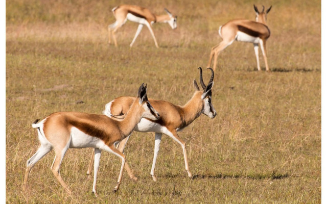 Thali Thali Game Lodge