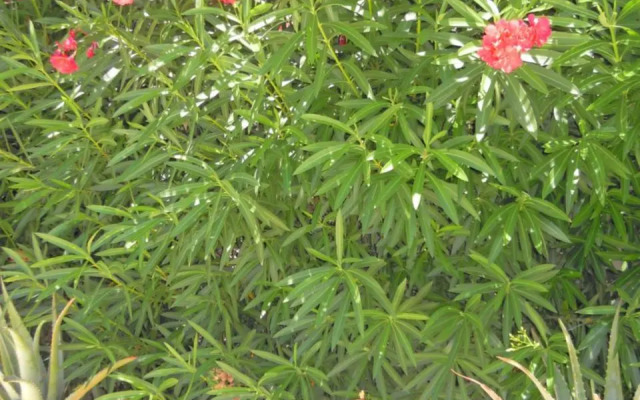Petaloudes 2